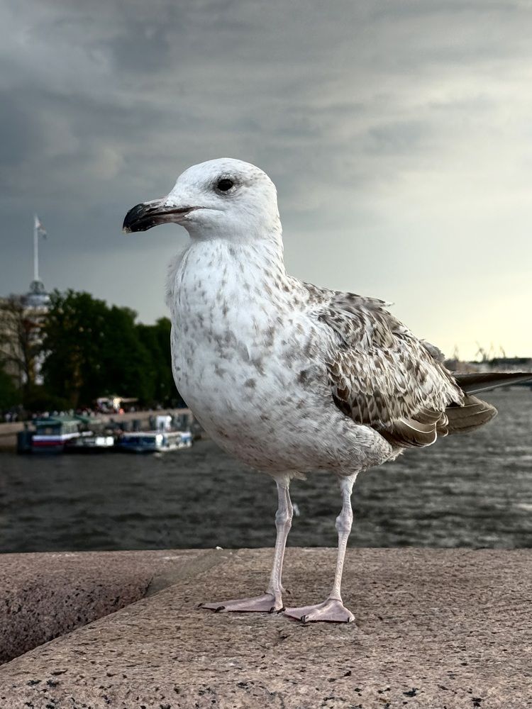 Photograph by Ирина Сорока