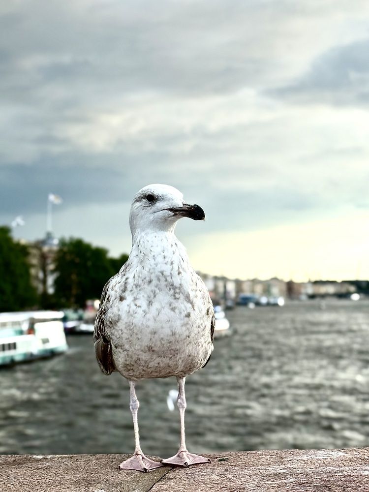 Photograph by Ирина Сорока