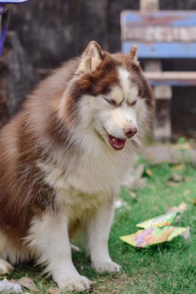 Copper husky male blue eyes