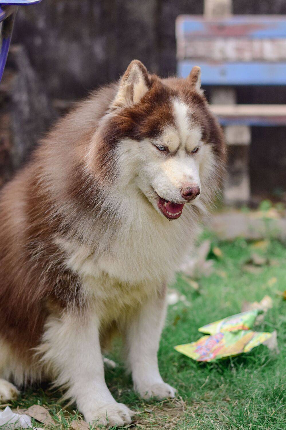 Copper husky male blue eyes