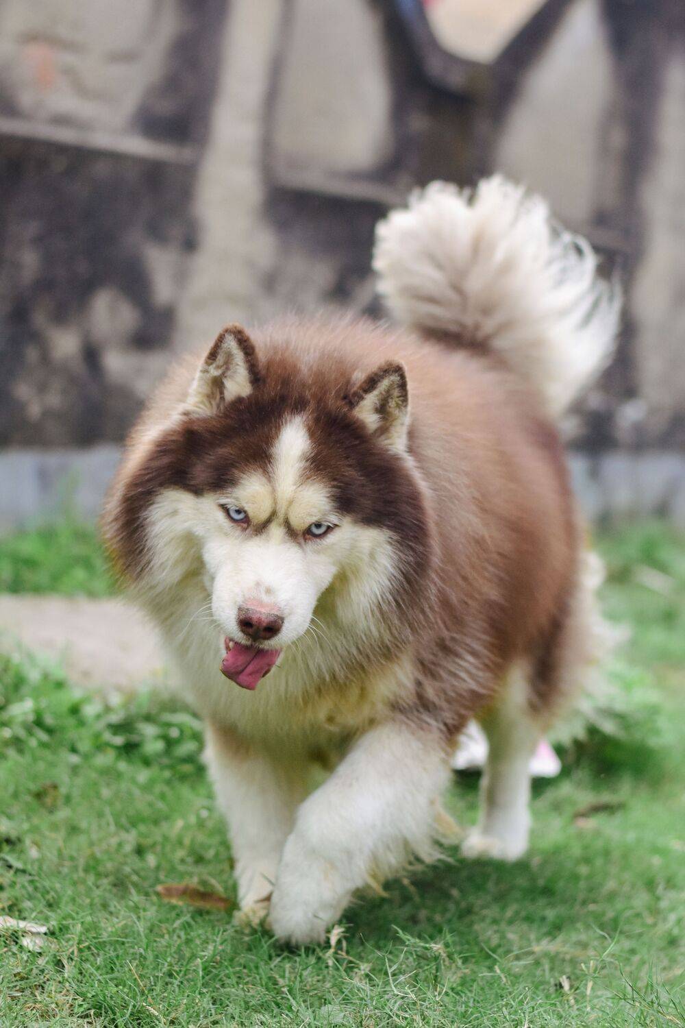 Majestic wooly coat husky male