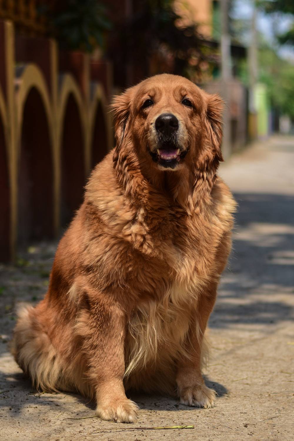 Majestic Golden retriever