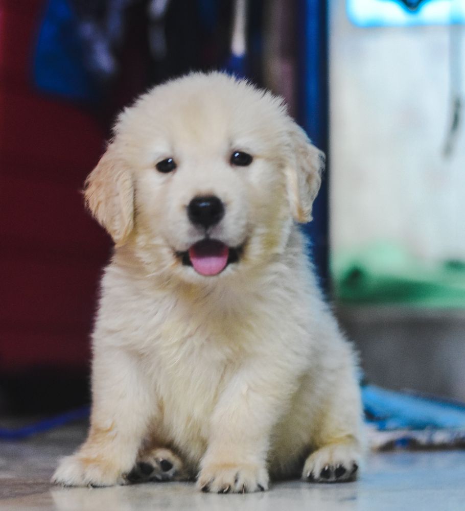 Cute golden retriever male