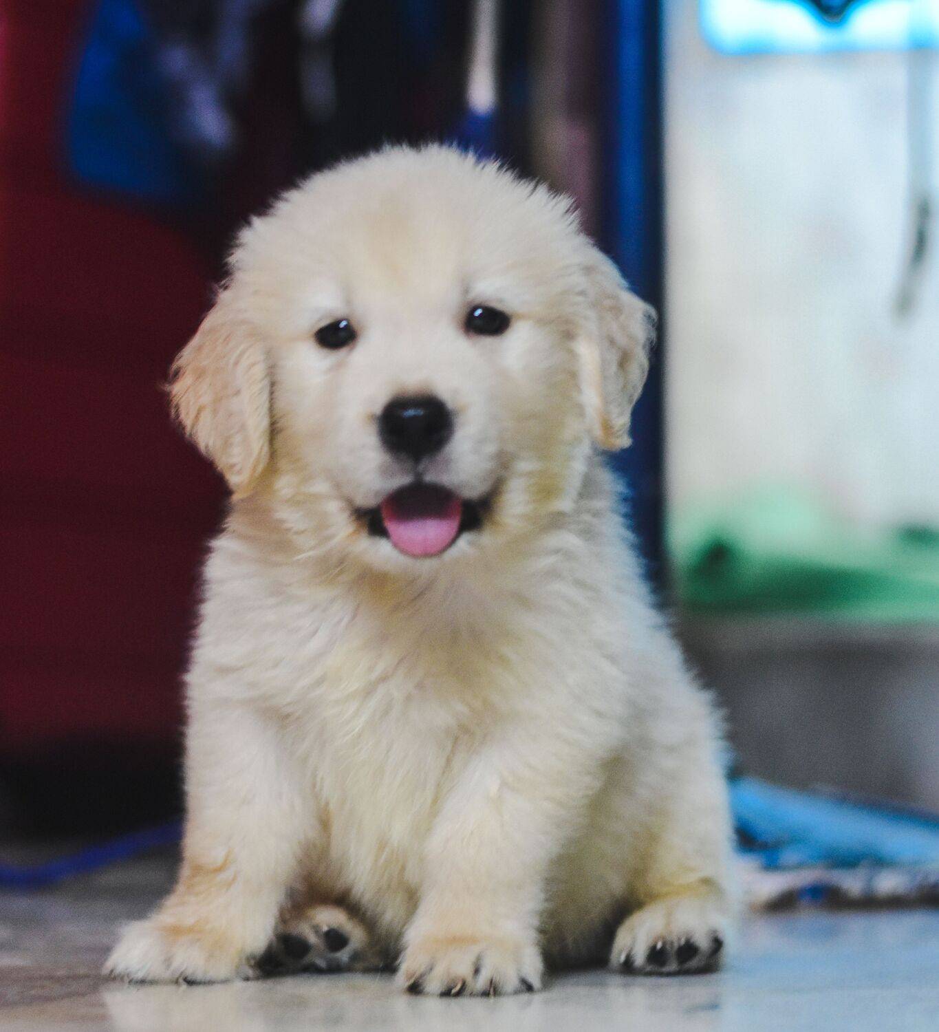 Cute golden retriever male