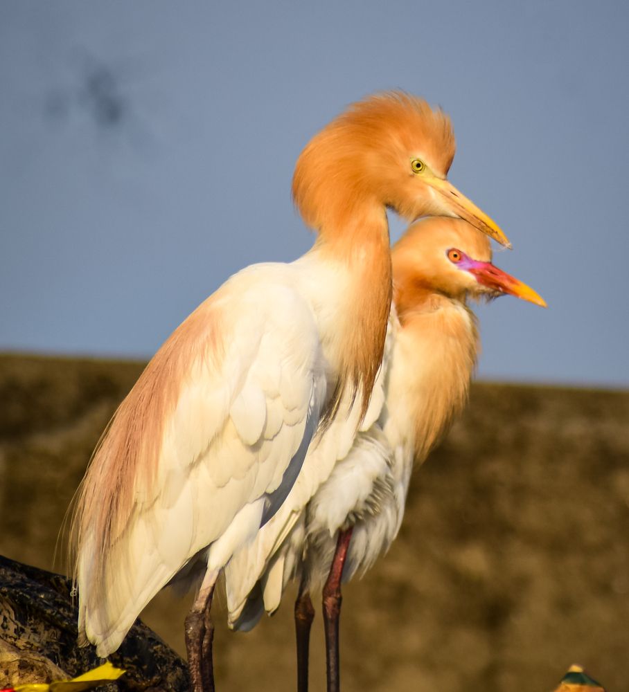 Cattle egret