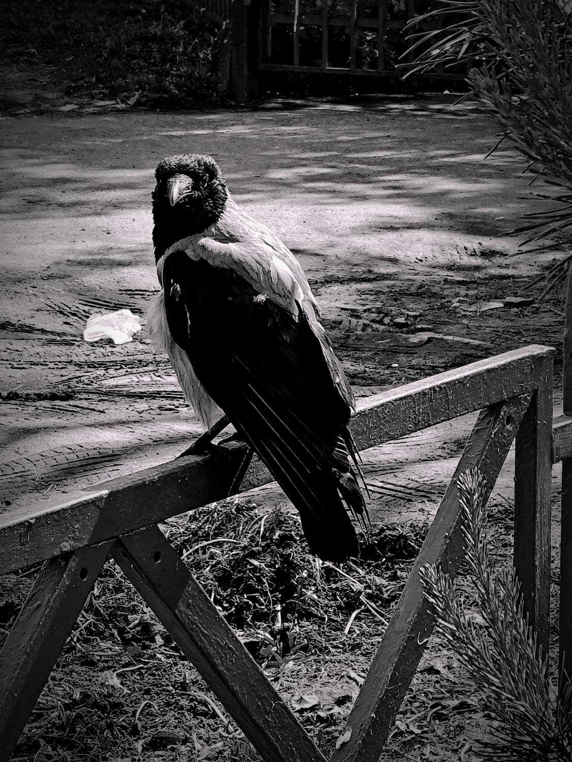 Photo #13711137
