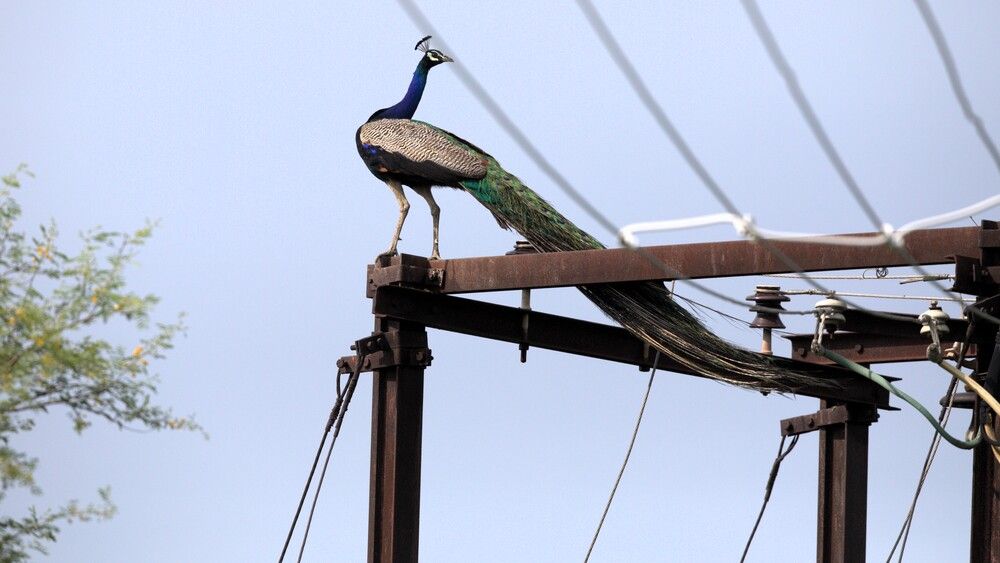 Wings Over Wires