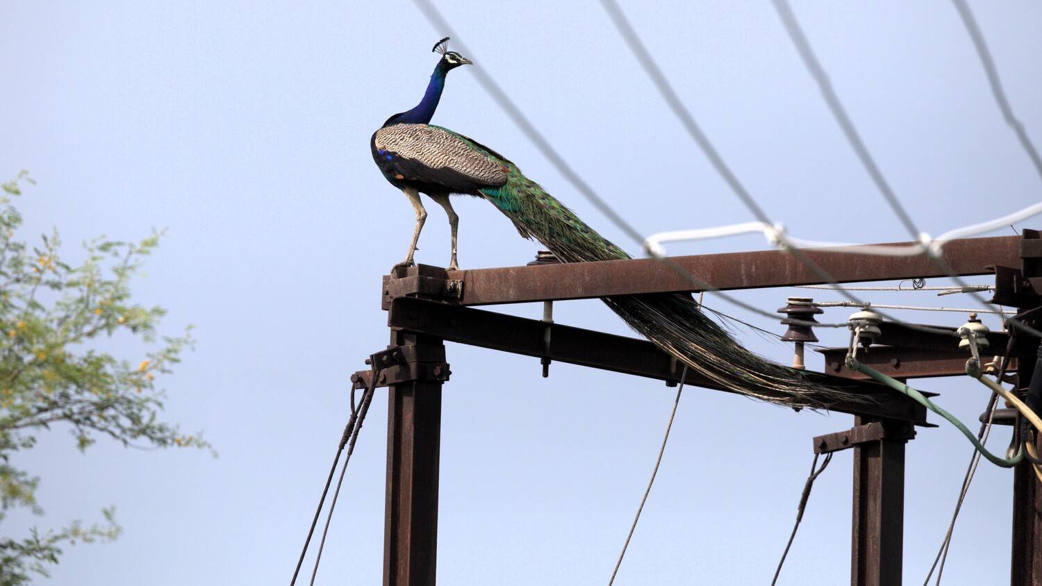Wings Over Wires