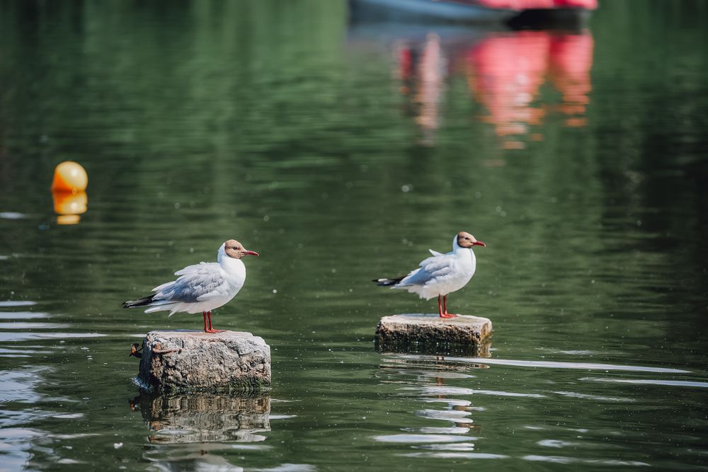 Photograph by Елена Пономарева