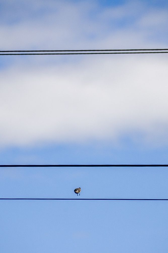 Photo #13711404