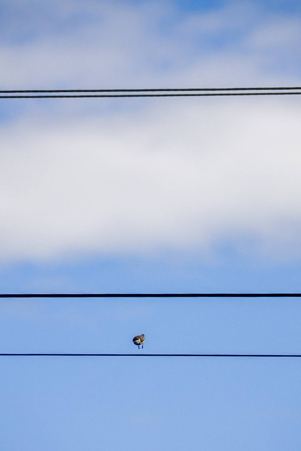 Photo #13711404