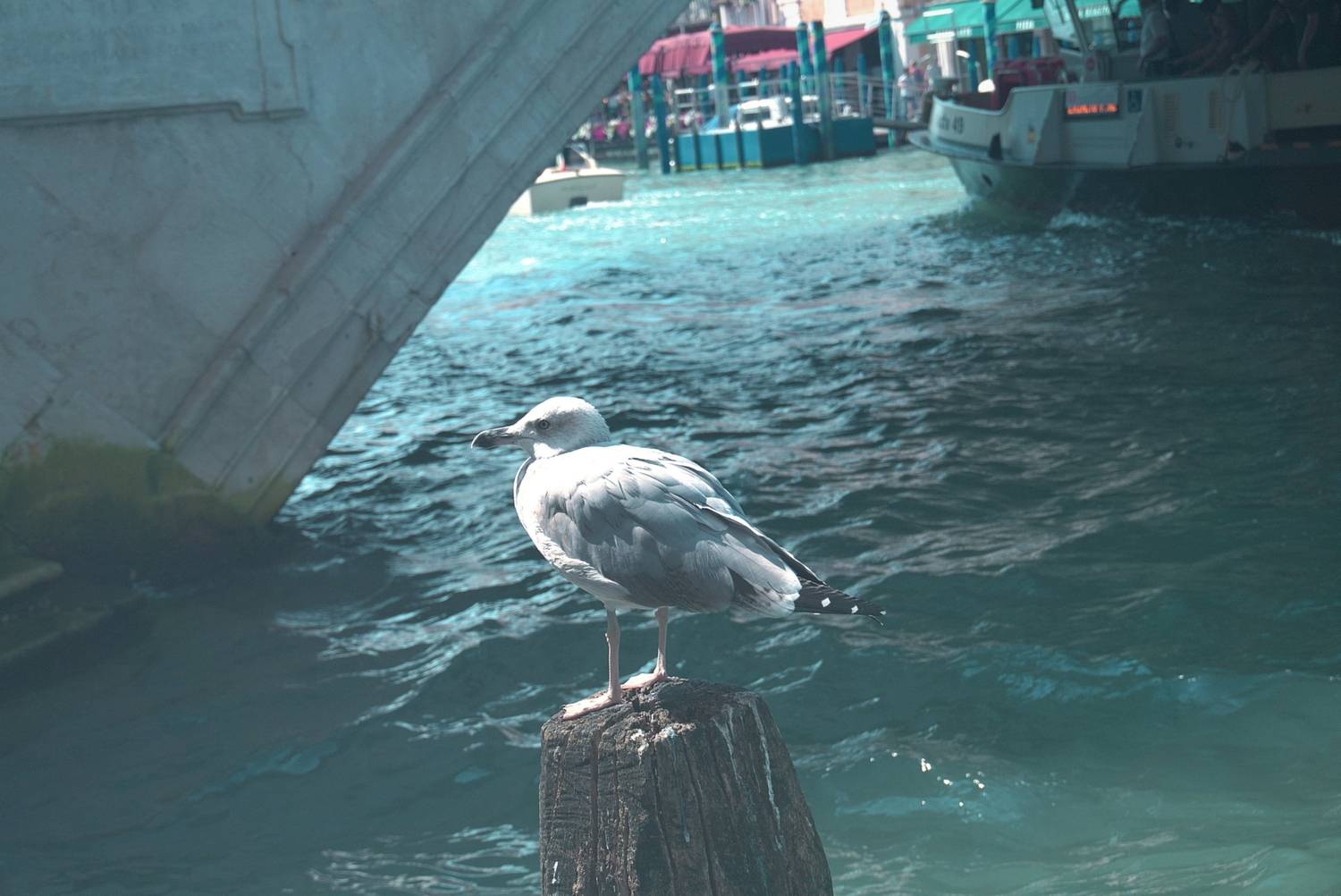 Photo #13711524