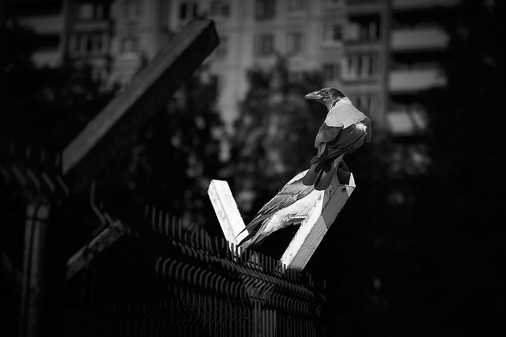 Photo #13711662