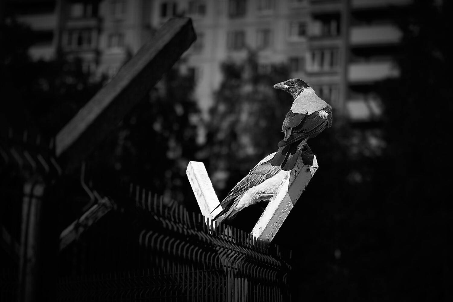 Photo #13711662
