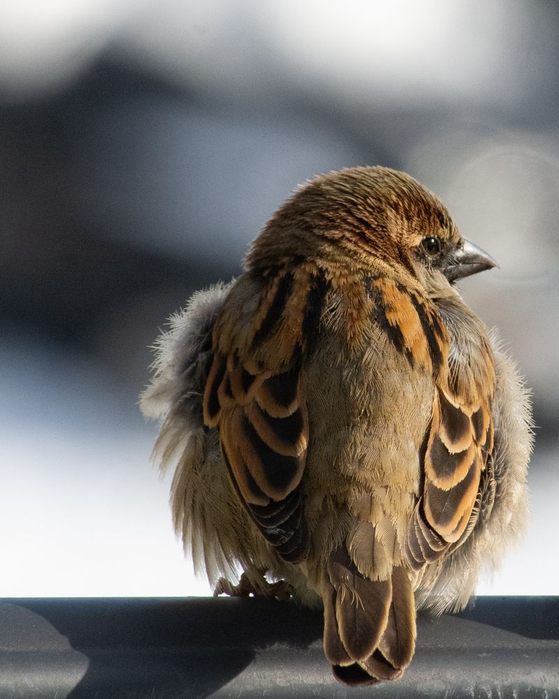 Фотография автора gaurav roy