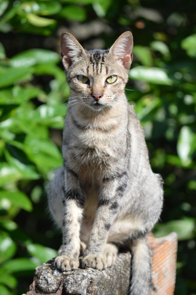 Olhar felino