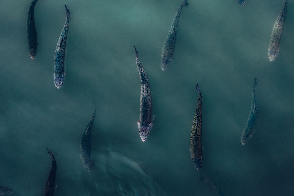 Photograph by Bogdan Tarasov