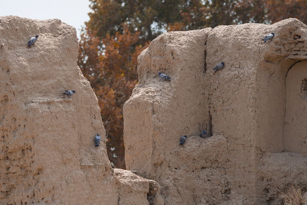Resting Doves