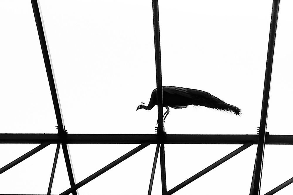 Photo #13711833