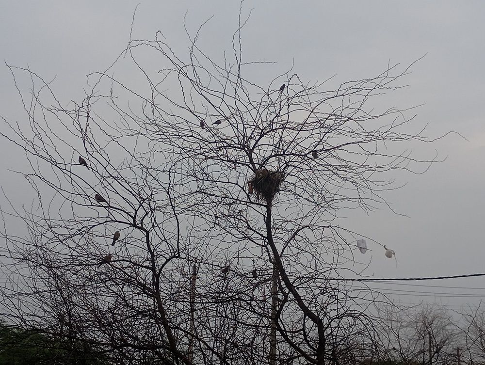 Urban nest