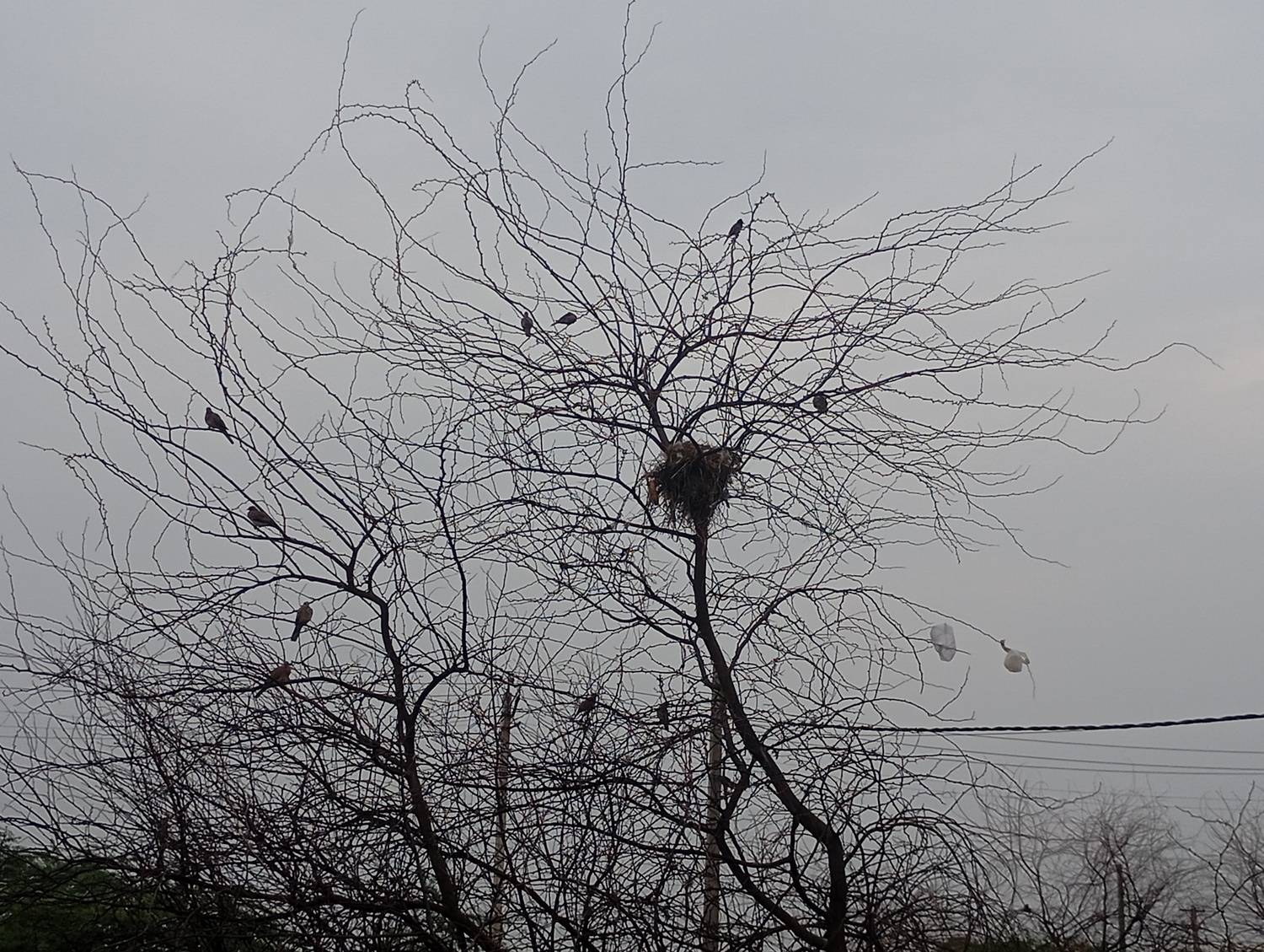 Urban nest