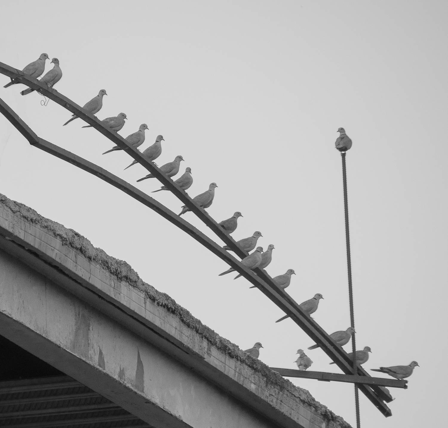 Ringdoves