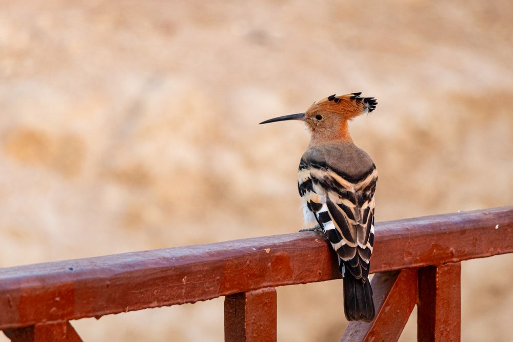 Photo #13712518