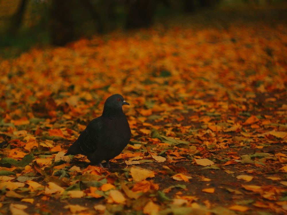 The Autumn Pigeon