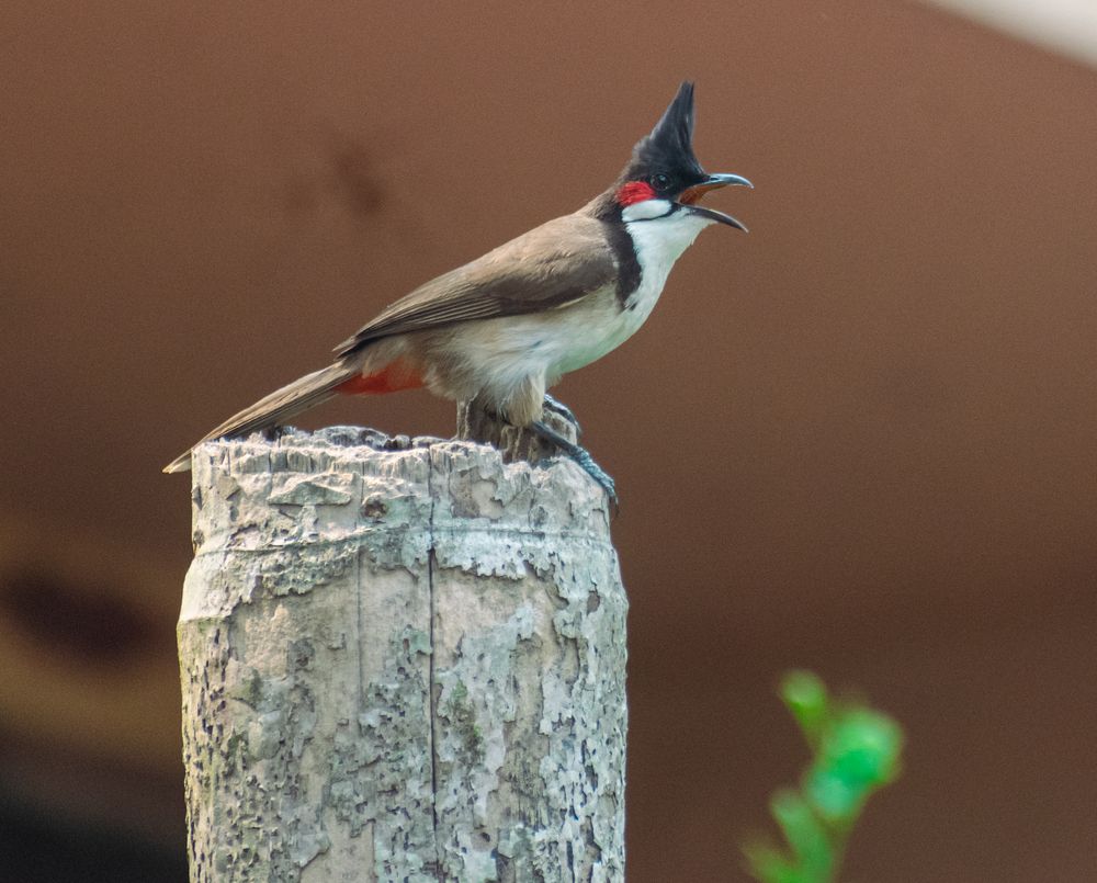 Photograph by Samrat Soubhik
