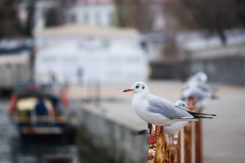 Photograph by Дмитренко Екатерина