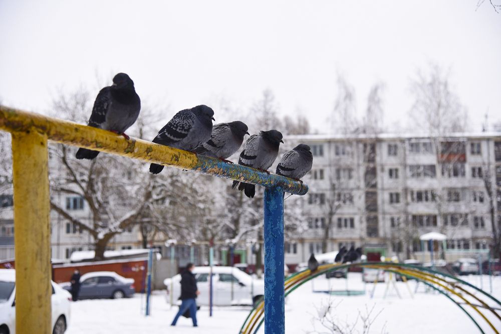 А у нас во дворе...
