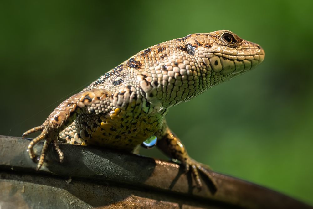 Lizard