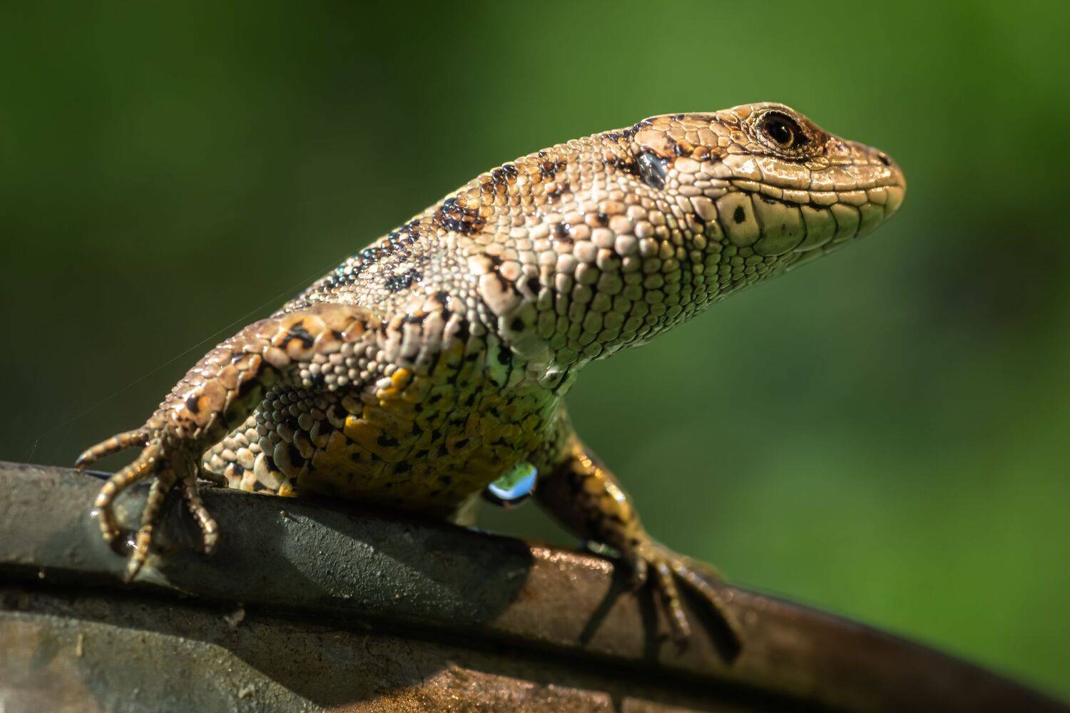 Lizard