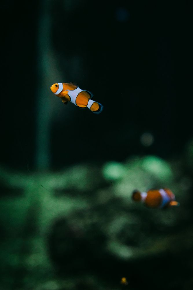 Photograph by Ngọc Phú Nguyễn