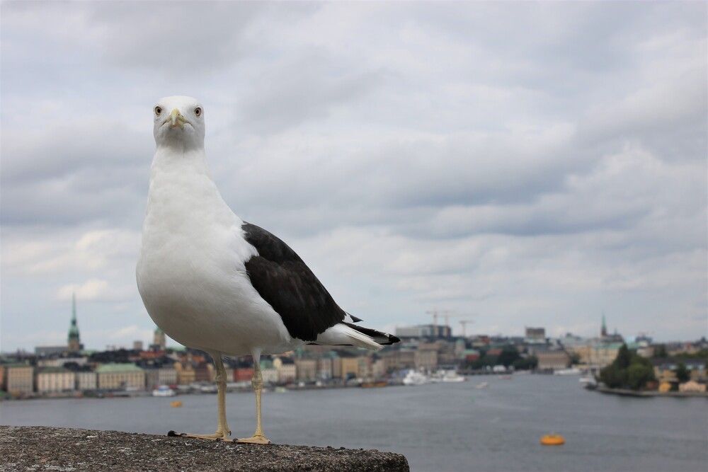 Photograph by Лариса Ременьчик