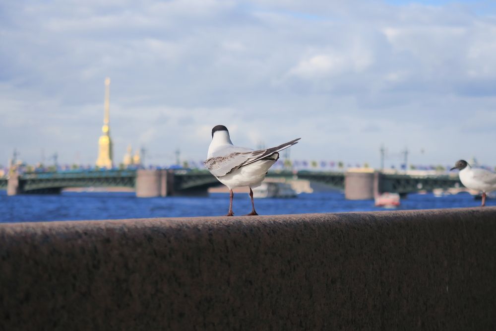 Photo #13712986