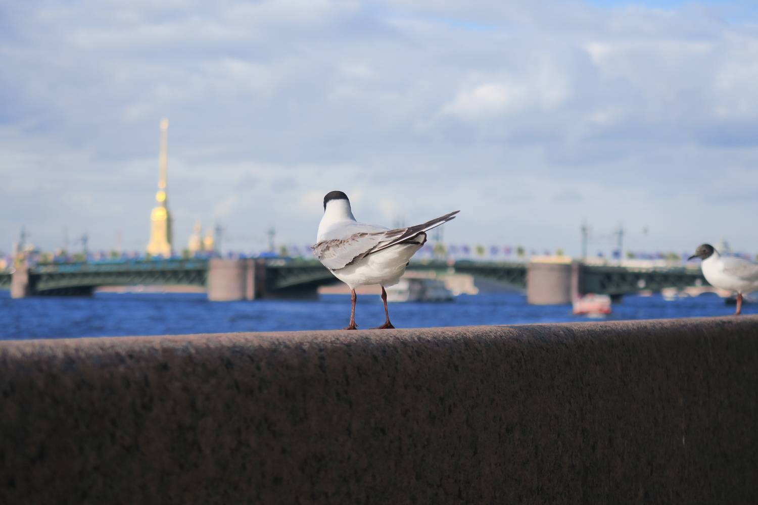 Photo #13712986