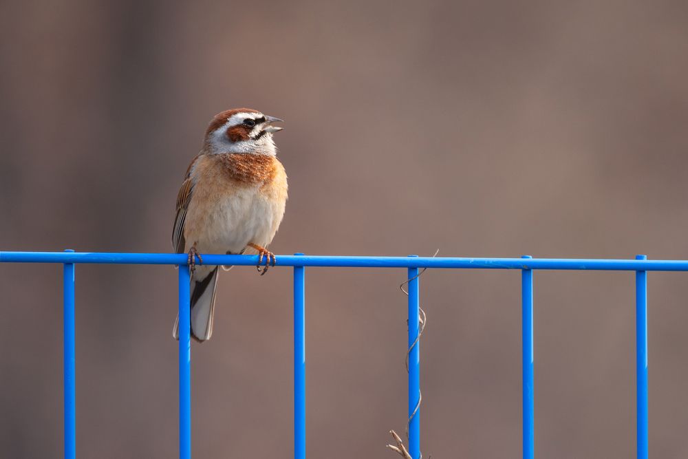 Красноухая овсянка, Emberiza cioides