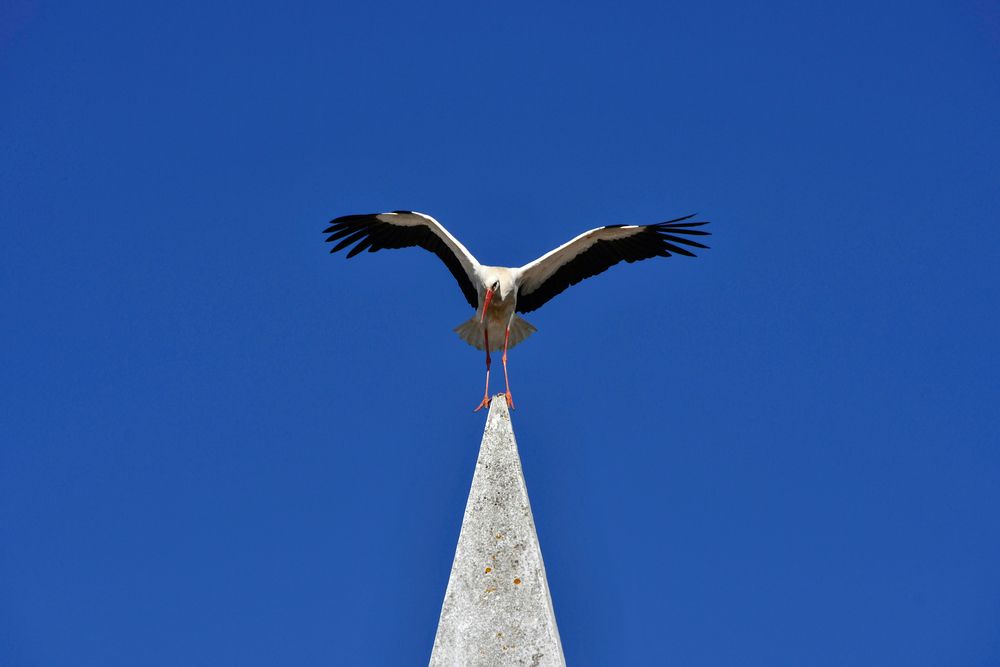 Majestic Stork