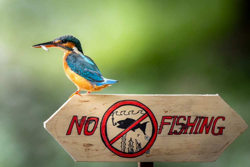No fishing