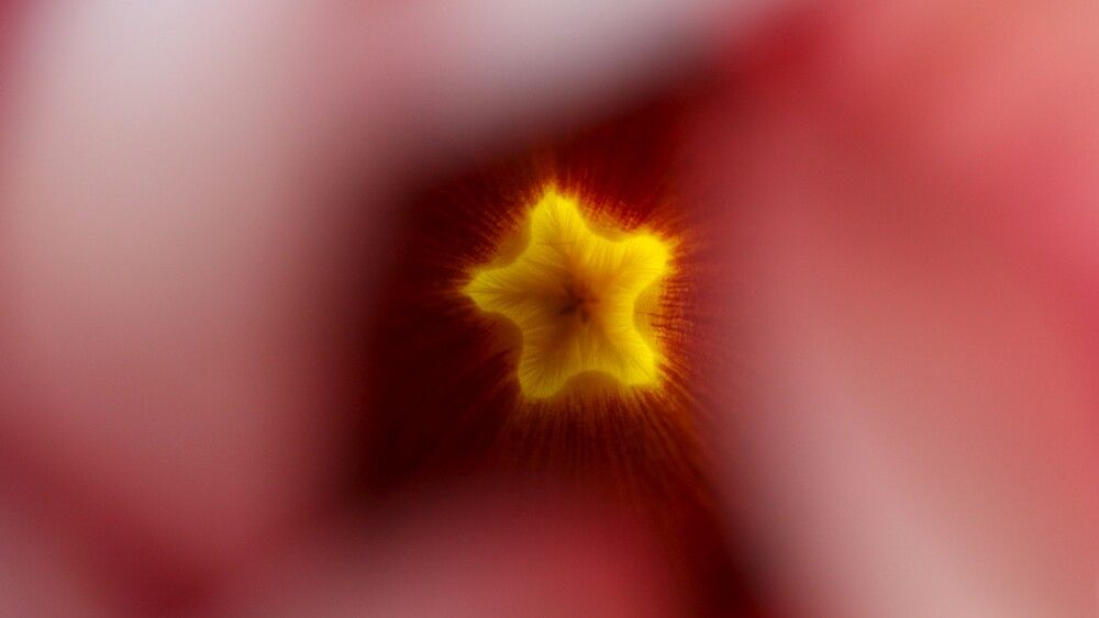 ALLAMANDA