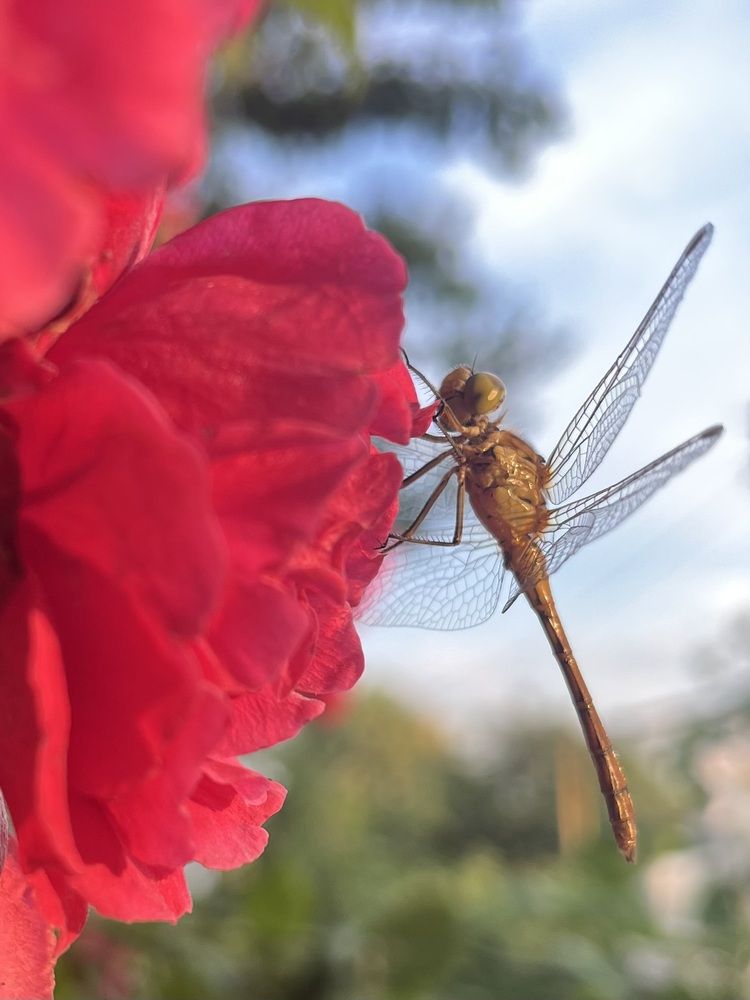Photograph by Оксана Сербиненко