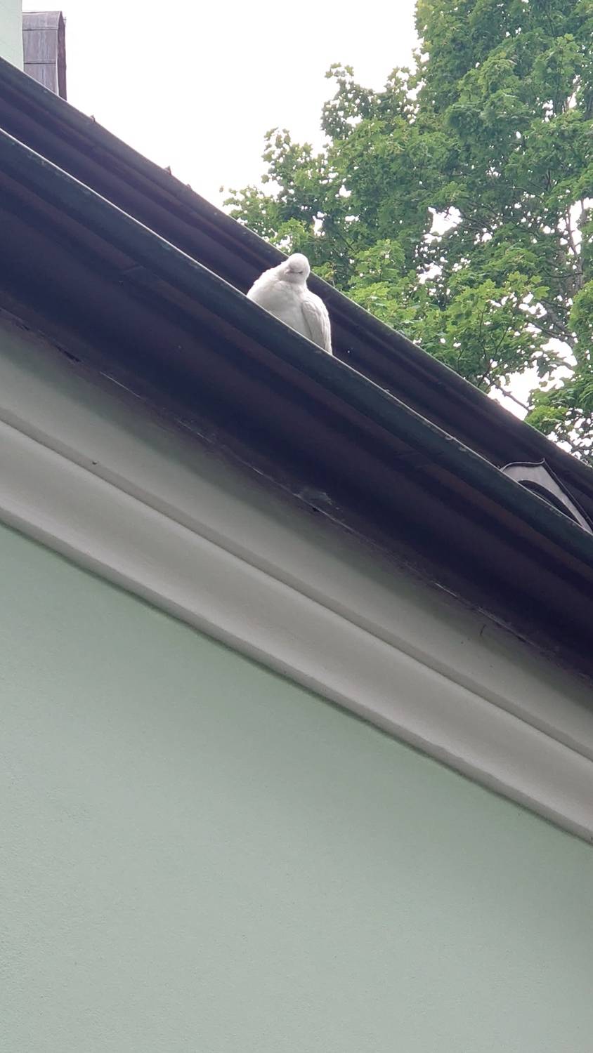 Photo #13713582