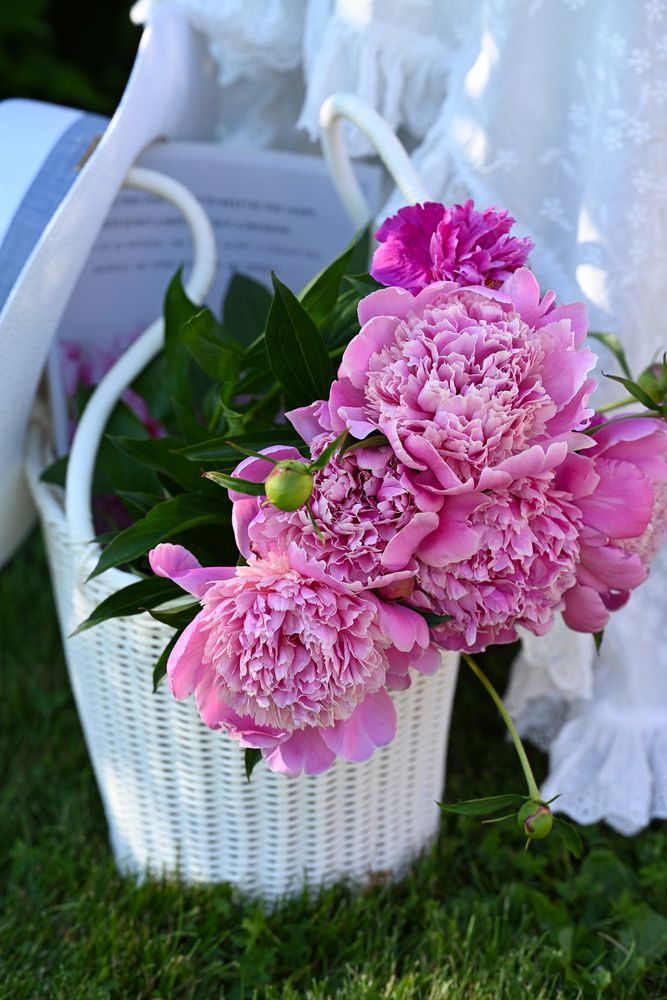 Peony Dreams