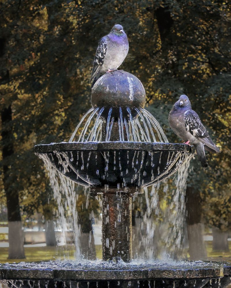 Winged Fountain Keepers