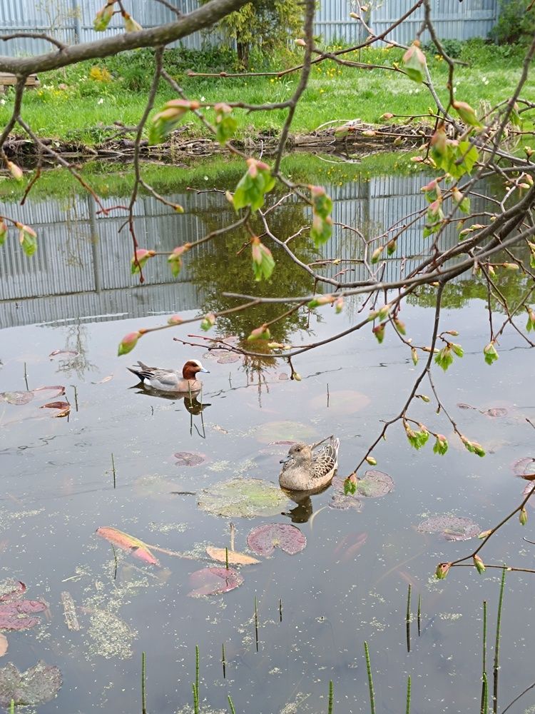 Photo #13714047