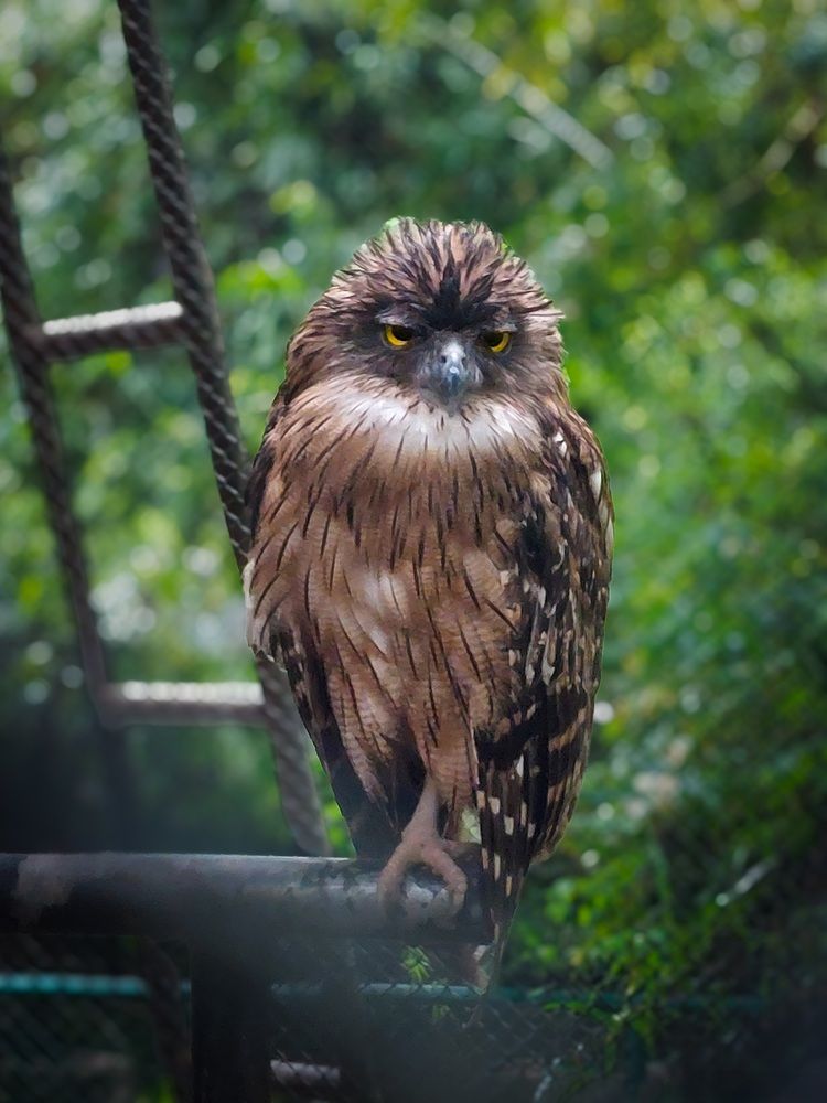 The Silent Watcher