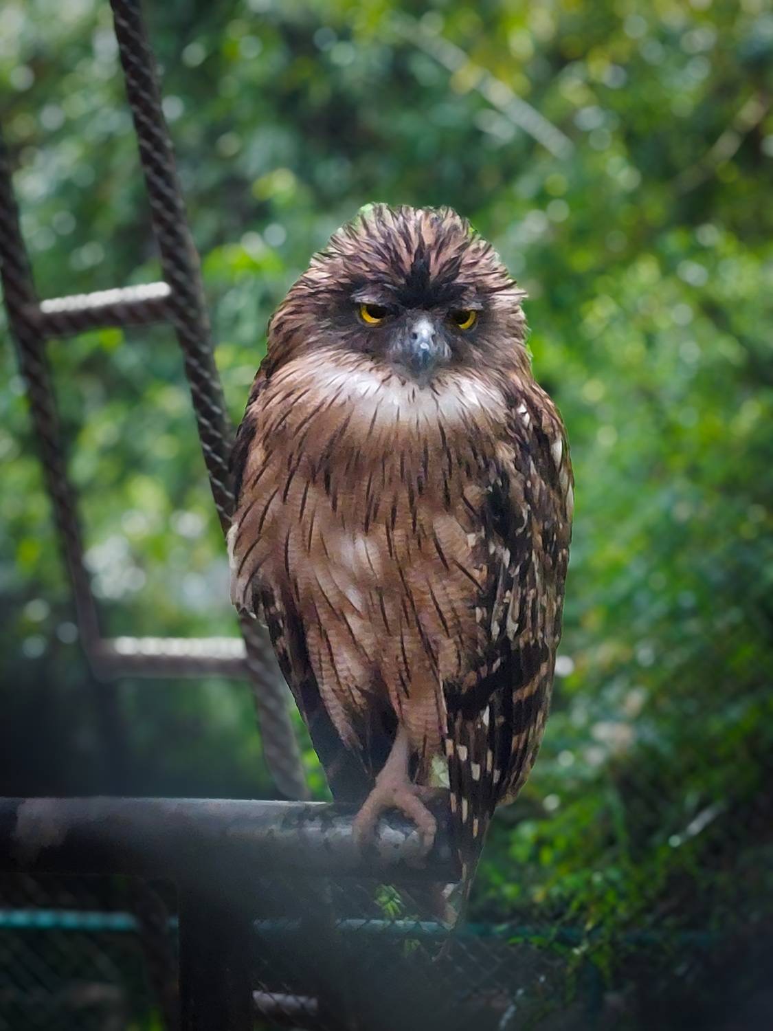 The Silent Watcher