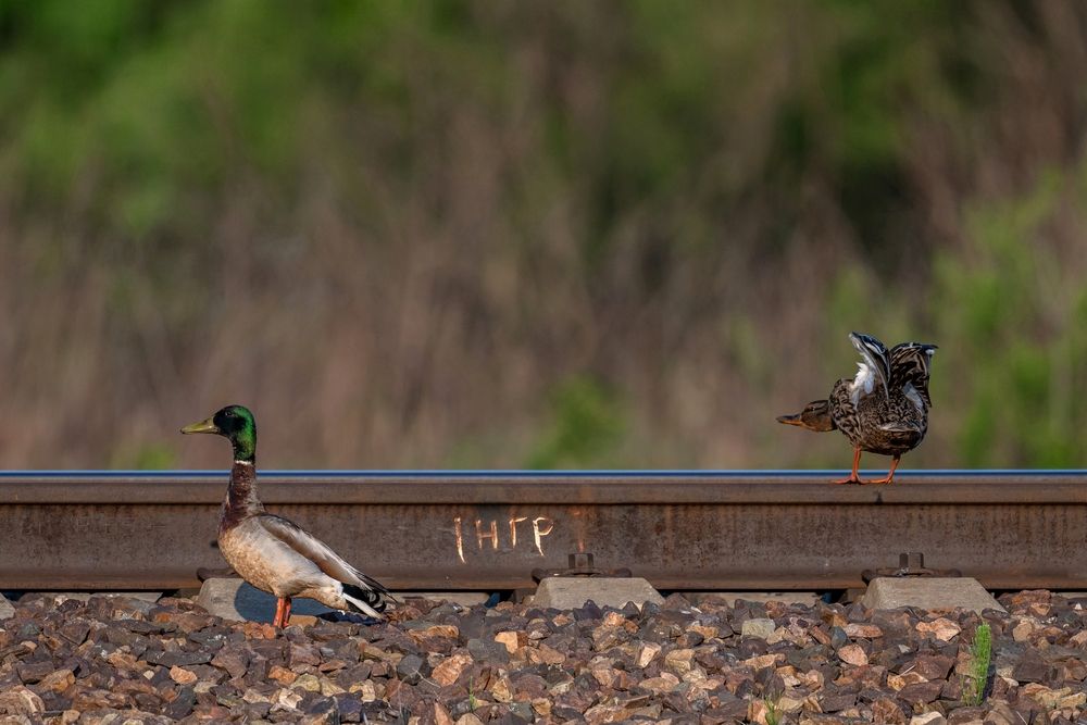 Photo #13714309