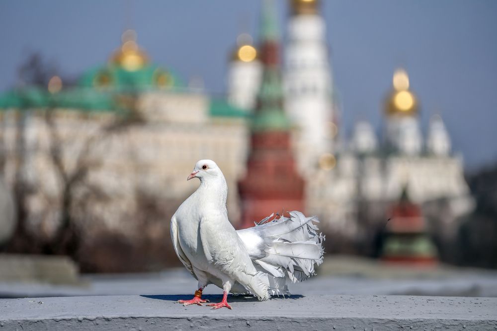 Photograph by Лариса Рулёва